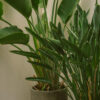 Spathiphyllum - Imagen 2