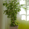 Aralia Ming - Imagen 2