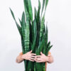 Sansevieria Laurentii - Imagen 2