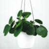 Pilea Peperomioides - Imagen 2