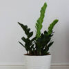 Zz Plants - Imagen 2