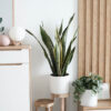 Sansevieria Golden Flame - Imagen 2